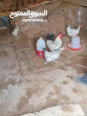  3 بيض دجاج ساسكس للبيع