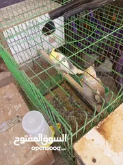  6 كوكتيلات منتجات للبيع