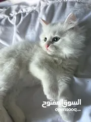  2 قطط هملايا وشيرازي وبريتش للبيع بسعر رمزي