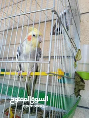  14 ببغاء كوكتيل ذكر وانثى مع قفص كبير