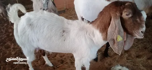  3 Pakisthani goat