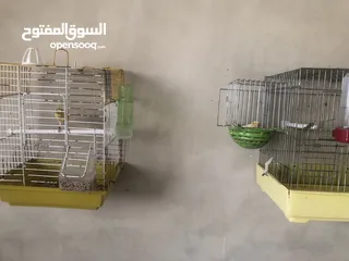  1 كناري للبيع