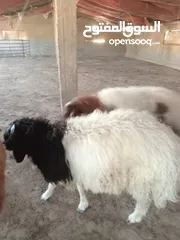  3 خرفان بلدي اضاحي