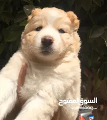  2 جراوي هاسكي