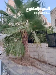  2 نخيل للبيع