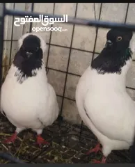  13 حمام نخب الماني جواز وفردات
