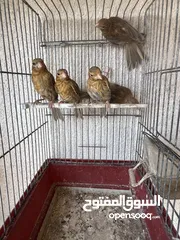  6 مخاليف كنار كرزي