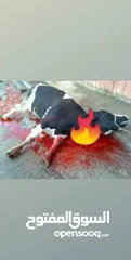  10 لحام متنقل ذبح أضاحي خاروف عجل بلدي جمل غنم بلدي روماني برزيلي كولمبي اسباني خروف بلدي جزار متنقل
