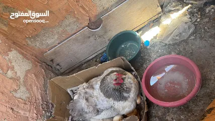  3 جاجتين براهمه وديك براهمه وصوص بلدي