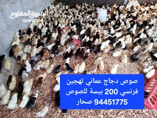  1 صوص دجاج عماني تهجين فرنسي صحار مسقط شناص لوى صحم السويق الخابورة المصنعة بركاء الرستاق عبري ينقل