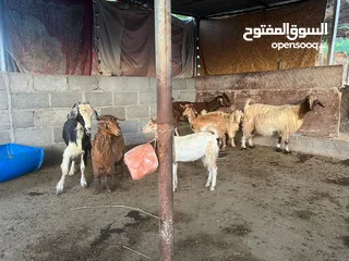  5 حلال للبيع