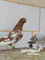  16 حمام برامليات و قرنفلي و امازوني و قفص