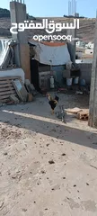  17 دجاج للبيع