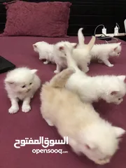  14 Persian cat for sale and Waite color and max also available and beautiful baby 
