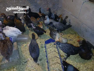  13 فرخات عمر 3 شهور وشهرين ونص
