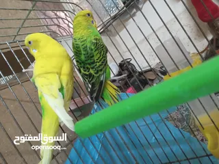  14 طيور للبيع النوع طيور الحب الأسترالي سعر الطائر الواحد 5 دنانير