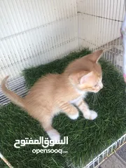 2 بيع قطه أم شيرازيه و الاب عماني عادي