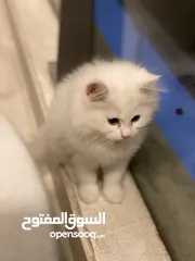  4 Persian cat well trained