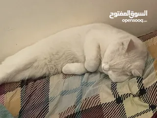  7 قط ذكر تركي