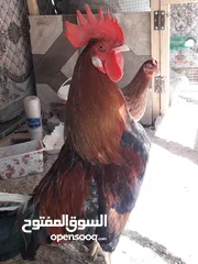  3 ديچ ودجاجه عرب