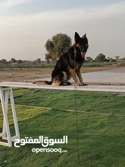  18 Ayman dogs trainer