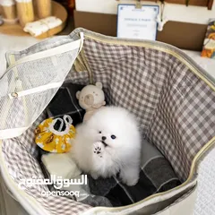  1 جراء بوميرانيان صحية