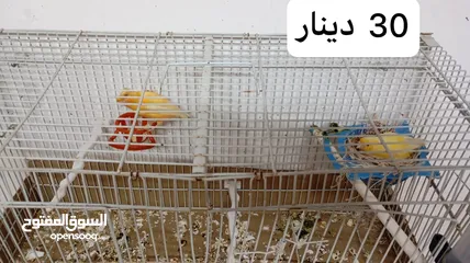  14 كناري فحول نار يوجد جواز و مخاليف بسم الله ماشاء الله جاهزة مية بالمئة