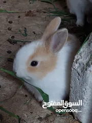  2 ارانب مميزه صغيره