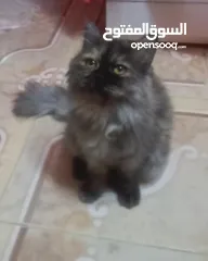 3 قطة للتبني بسبب السفر
