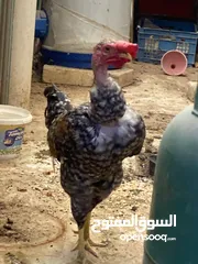  1 ديج ابو ركيبة