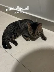  4 قط بنغال bengal cat