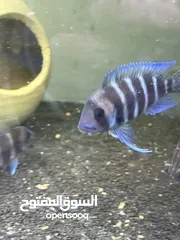  17 سمك زينه مفترس