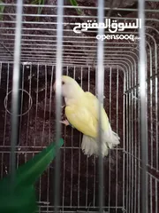  3 فحل روز أليف