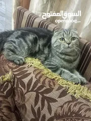  4 سكوتش فولد ماربل