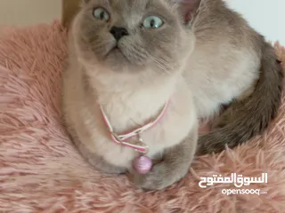  14 كتن كتنز بيبي  قطه شيرازي و قط شنشيلا ابيض ناصع و عيون زرق و قط و قطه يا   شبه تبني للتبني بسعر رمزي