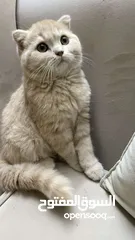  4 قط Scottish fold persian