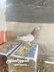  2 جواز بسعر مغري