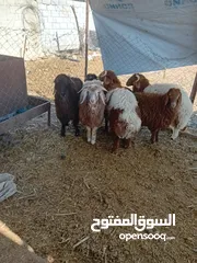  1 غنم خرفان +عبر بلدي