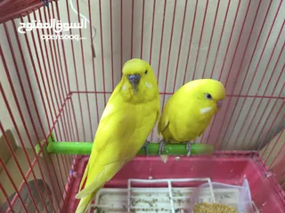  6 Latino budgies hollandy size confirm pair for sale