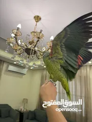  7 بلوفرنتد من اقوى الحبات بالاردن اليف جدا متكلم قوي سوره الكوثر ، الف صلاه وسلام ، ويه ويه بابا جا