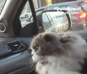  5 قط لطيف و لعوب