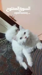  3 انثى شيراز هملايا عمر شهرين وذكر هملايا اورانج عمر 3شهور