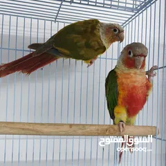  1 pineapple conure breeding pair with DNA
