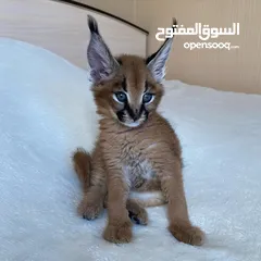  6 Home trained cats available