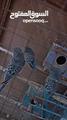  3 الطيور الحب