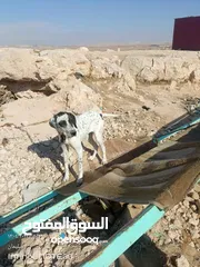  2 ضليل كلبه بوتر