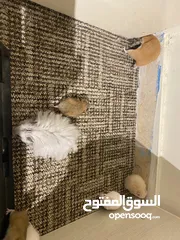  11 hamster هامستر للبيع عدد 7