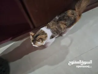  4 قط انثى شيرازي مكس مميزه ماخد جميع المطاعيم البيع بسعر المطعوم فقط