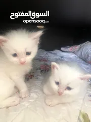  1 قطط بعمر شهرين بعيون ازرق لطيفات / 2 month cats