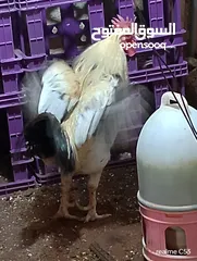  20 ديك كبير جدا بالصوره عمر سنتين للبيع يوجد ديك  بعمر الثمانيه اشهر العدد 2 في سعر 8
